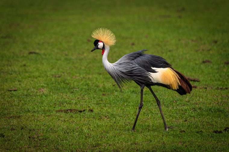 096 Masai Mara, grijze kroonkraanvogel.jpg